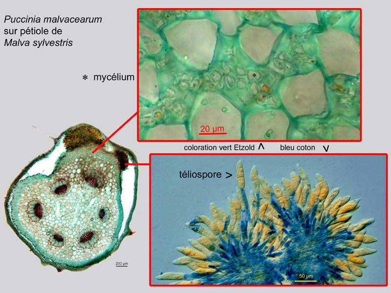 Malva sylvestris, Puccinia m., histologie, histology. #20602