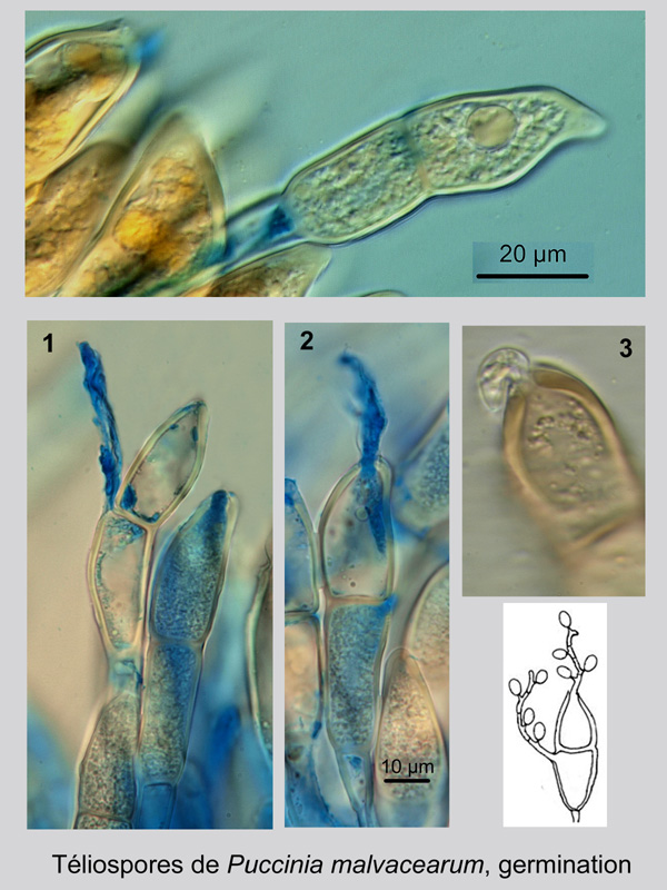 Malva sylvestris, Puccinia m., histologie, histology. #20603