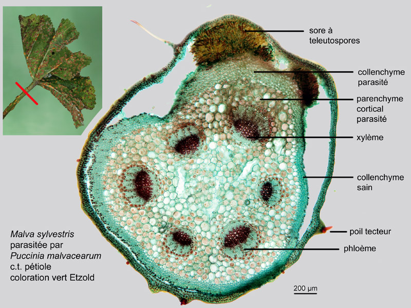 Malva sylvestris, Puccinia m., histologie, histology. #20600