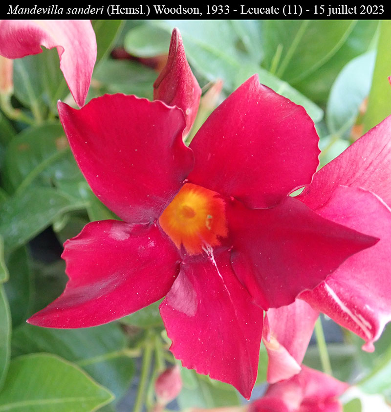 Mandevilla sanderi #75322