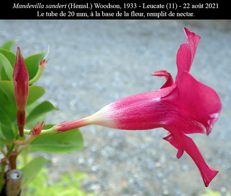 Mandevilla sanderi #75323