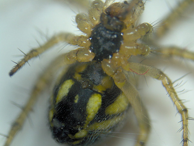 Mangora acalypha - Araneidae - araignée #3948