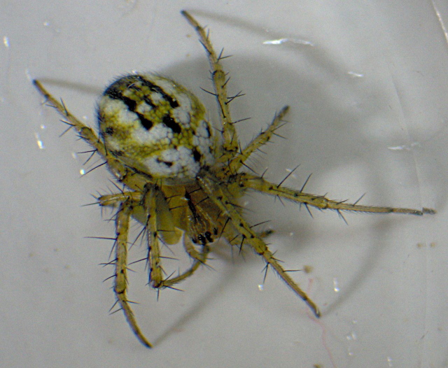 Mangora acalypha - Araneidae - araignée #3947