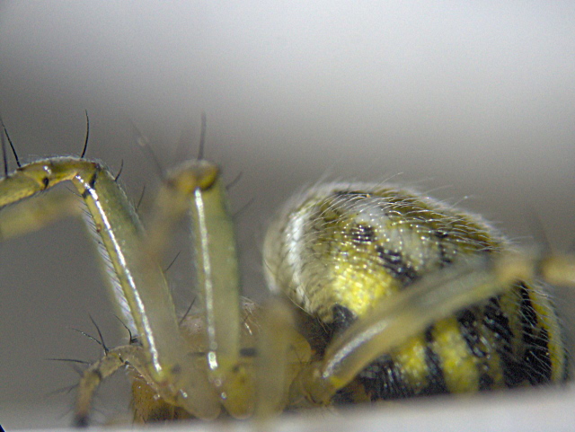 Mangora acalypha - Araneidae - araignée #3949