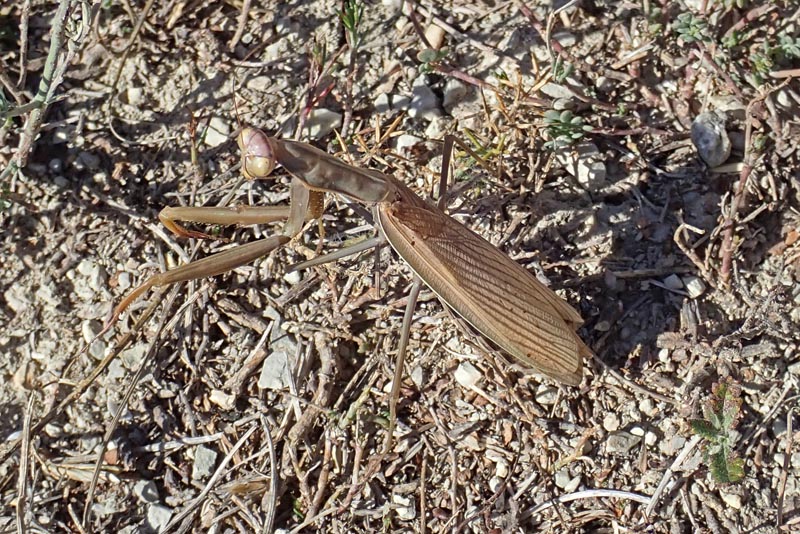 Mantis religiosa (Linnaeus 1758) #60695