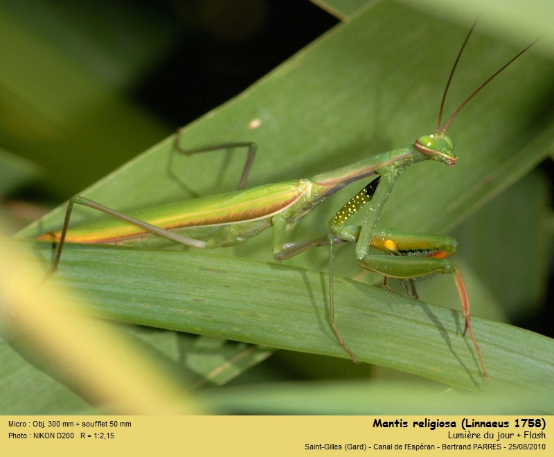 Mantis religiosa (Linnaeus 1758) #18036