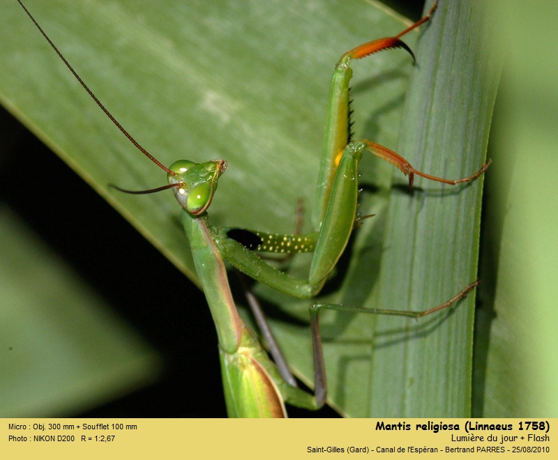 Mantis religiosa (Linnaeus 1758) #18037