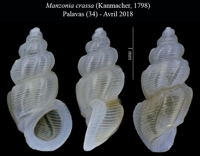 Manzonia crassa #55923
