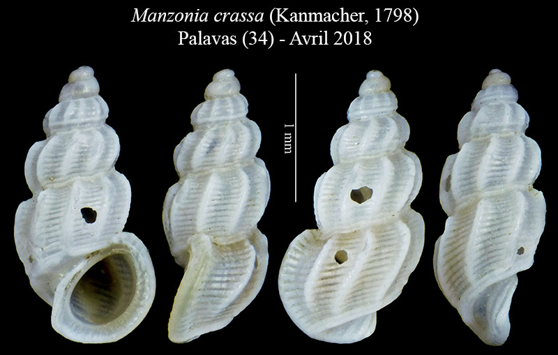 Manzonia crassa #55887