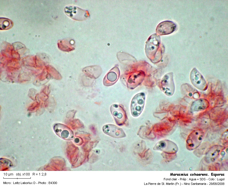 Marasmius cohaerens  (Pers.:Fr.) Fr. #5309