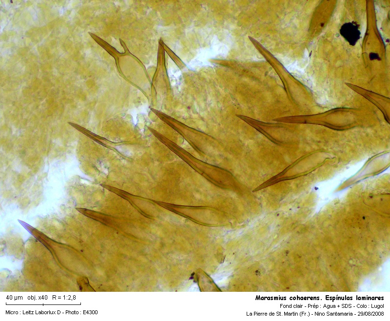 Marasmius cohaerens  (Pers.:Fr.) Fr. #5311