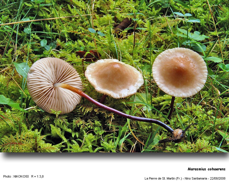 Marasmius cohaerens  (Pers.:Fr.) Fr. #5313
