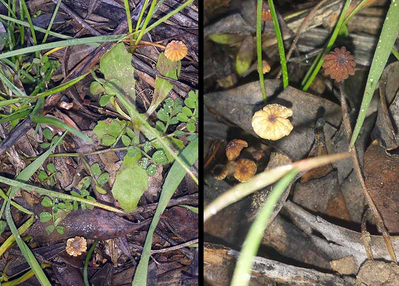 Marasmius corbariensis #48657