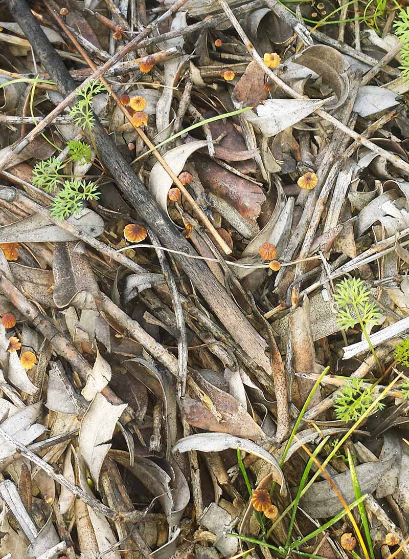 Marasmius corbariensis #48656