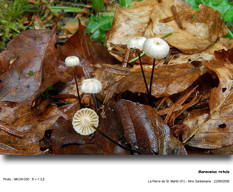 Marasmius rotula (Scop.:Fr.) Fr. #5501