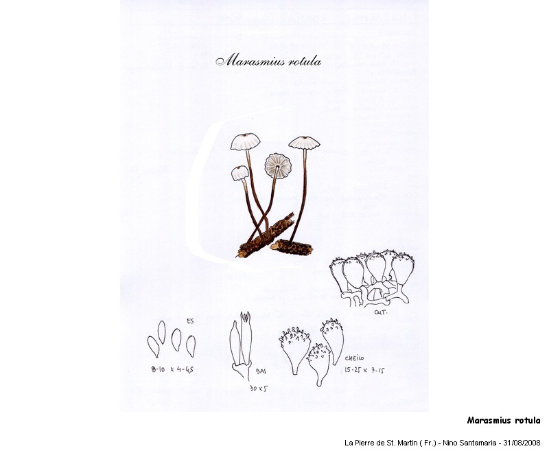 Marasmius rotula (Scop.:Fr.) Fr. #5500