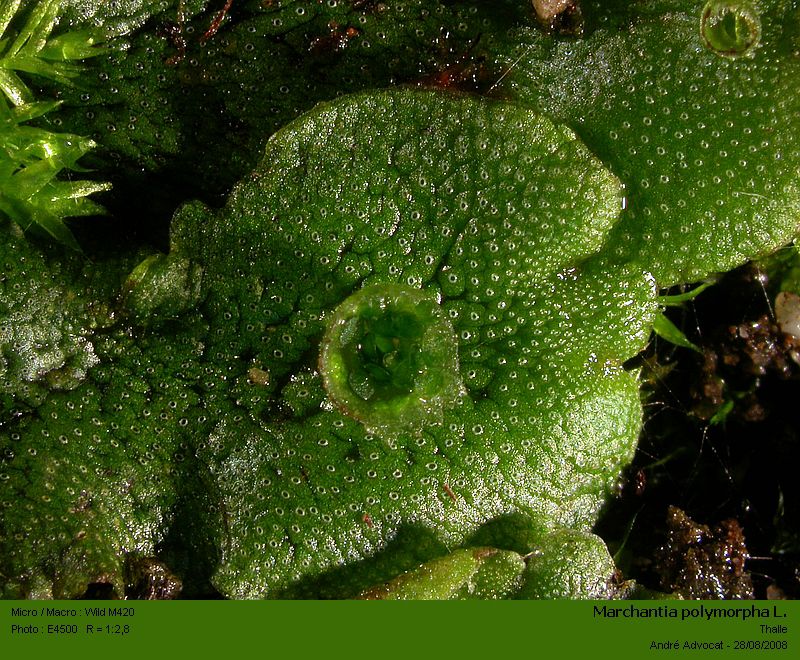 Marchantia polymorpha L. #38883