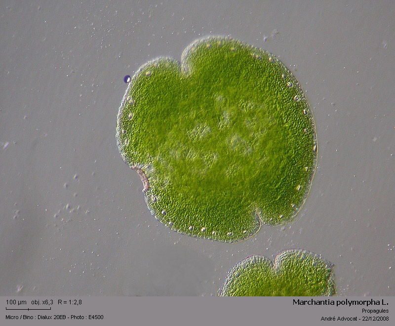 Marchantia polymorpha L. #7450