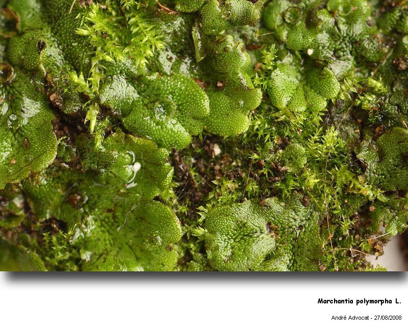 Marchantia polymorpha L. #38881