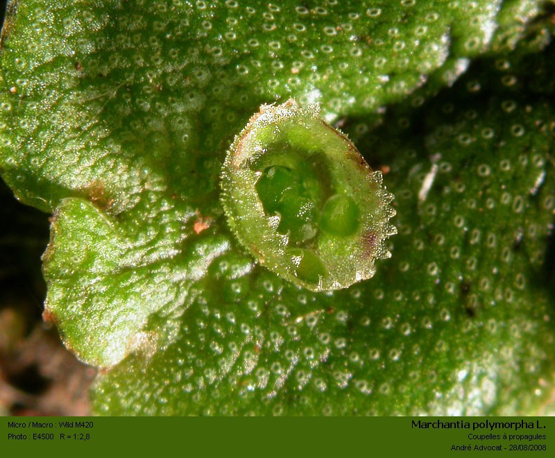 Marchantia polymorpha L. #38884