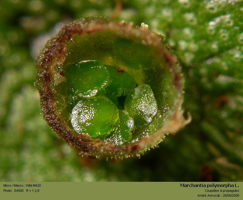 Marchantia polymorpha L. #38885