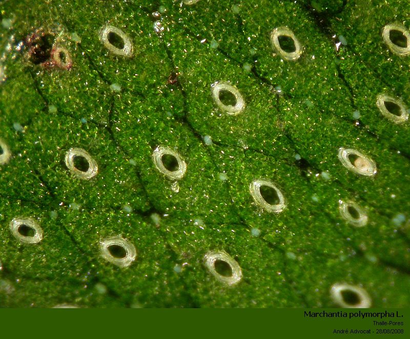 Marchantia polymorpha L. #38882