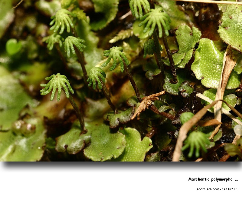 Marchantia polymorpha L. #7454