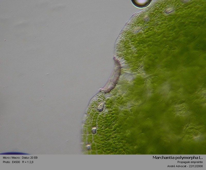 Marchantia polymorpha L. #7451