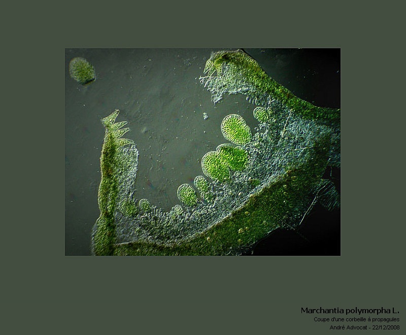 Marchantia polymorpha L. #7452