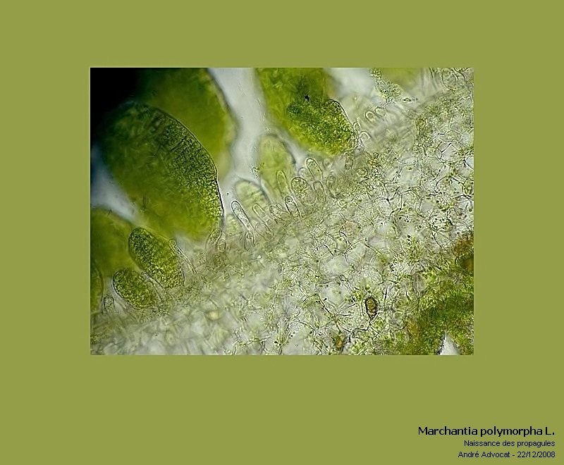 Marchantia polymorpha L. #7453