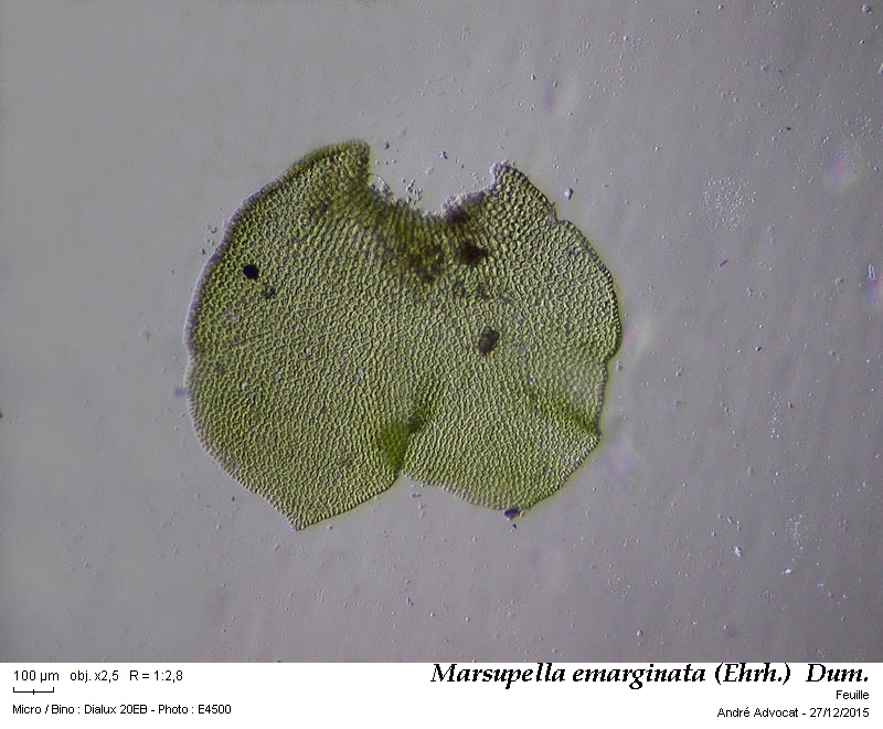 Marsupella emarginata (Ehrh.)  Dum. #43076