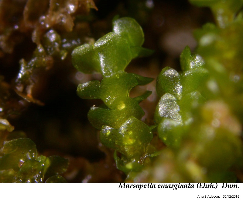 Marsupella emarginata (Ehrh.)  Dum. #43075