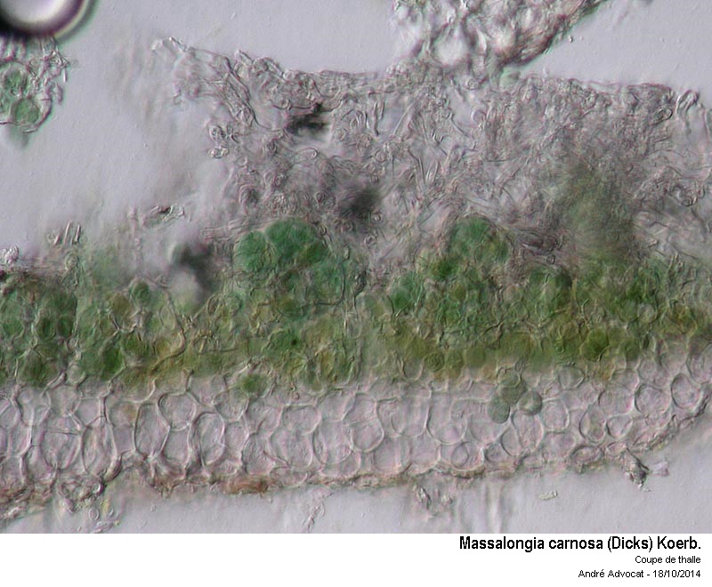 Massalongia  carnosa (Dicks.) Koerb. #39413