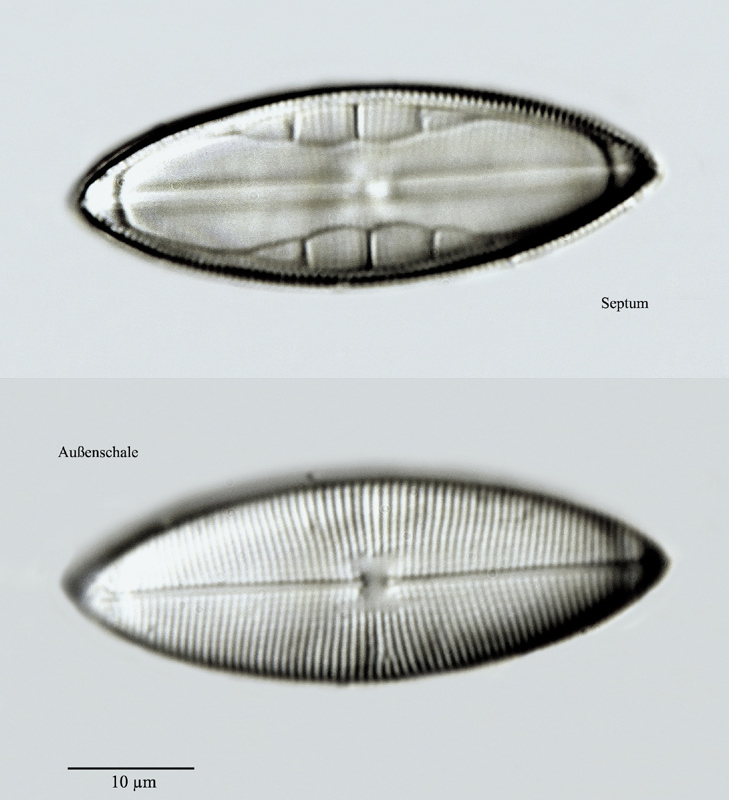 Mastagloia exigua Lewis #24776