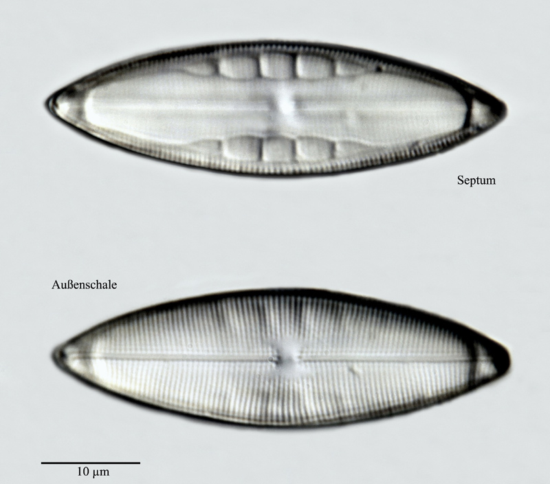 Mastagloia exigua Lewis #24777