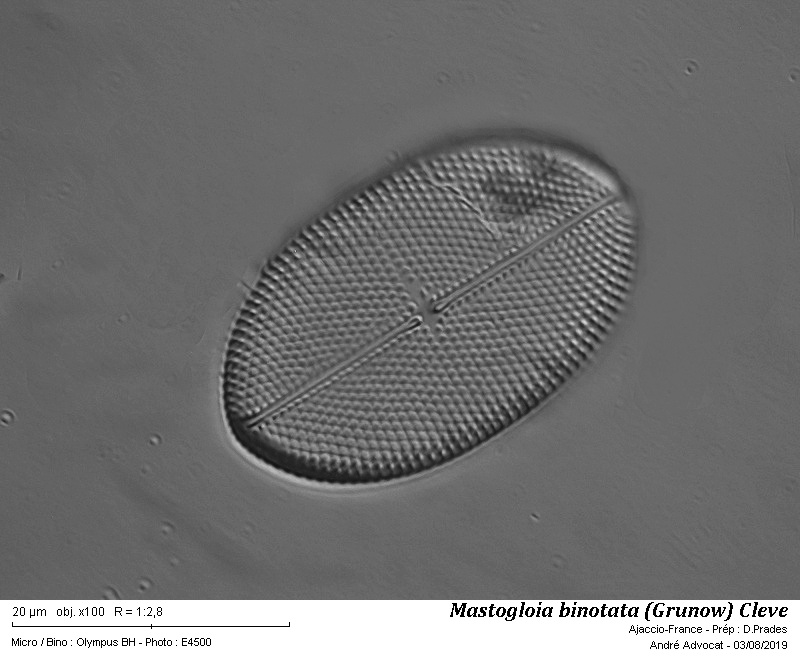 Mastogloia binotata (Grunow) Cleve #60139