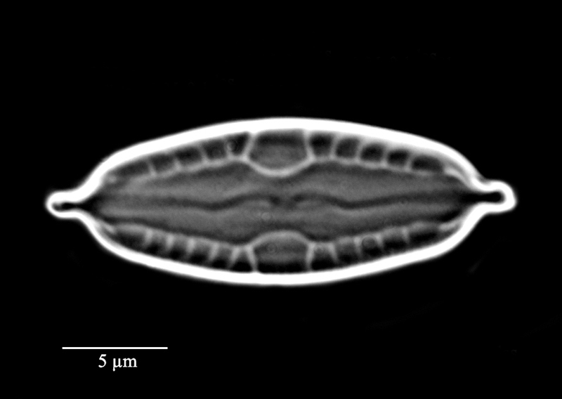 Mastogloia biocellata #71291