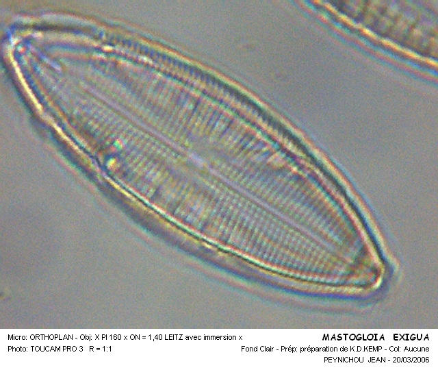 MASTOGLOIA EXIGUA #33604