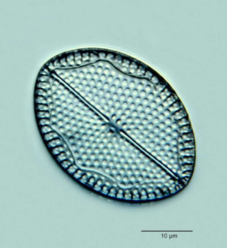 Mastogloia fimbriata (Br.) Grun. #18454