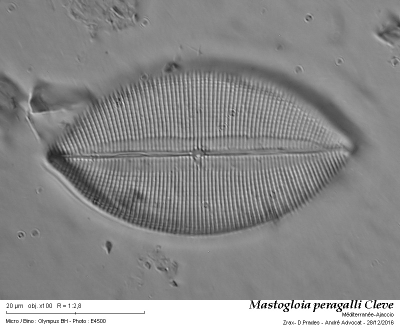 Mastogloia peragalli Cleve #48061