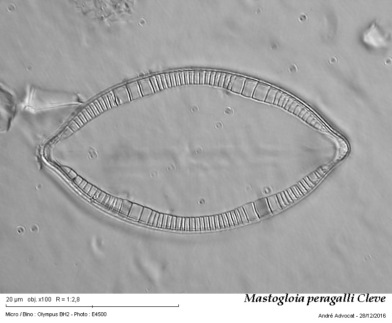 Mastogloia peragalli Cleve #48062