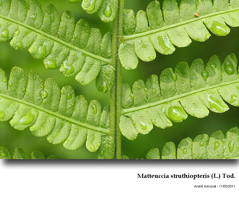 Matteuccia struthiopteris (L.) Tod. #22260