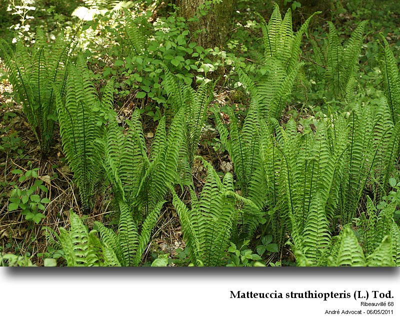 Matteuccia struthiopteris (L.) Tod. #22258