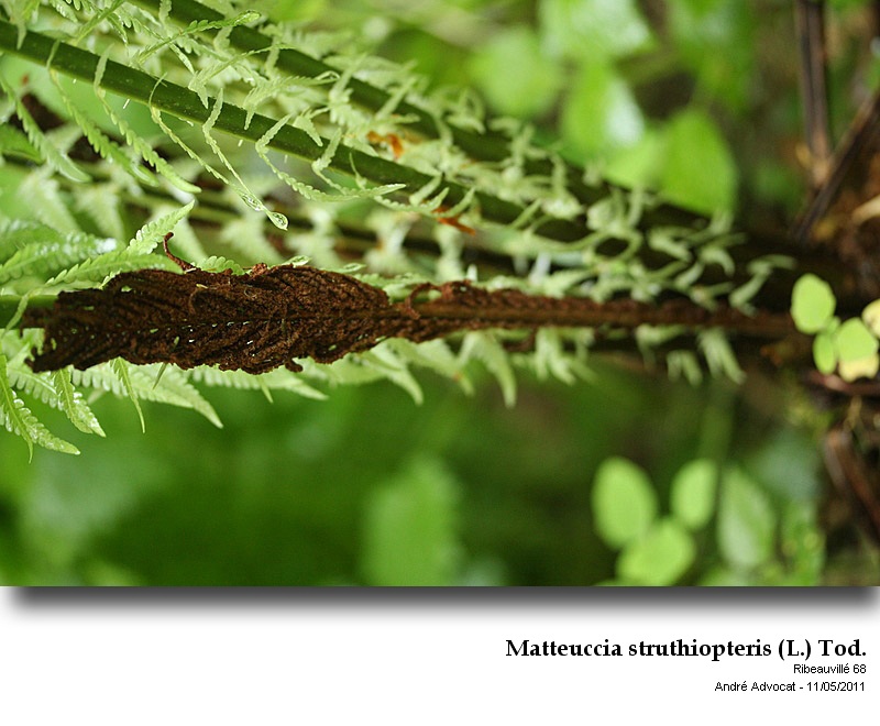 Matteuccia struthiopteris (L.) Tod. #22262