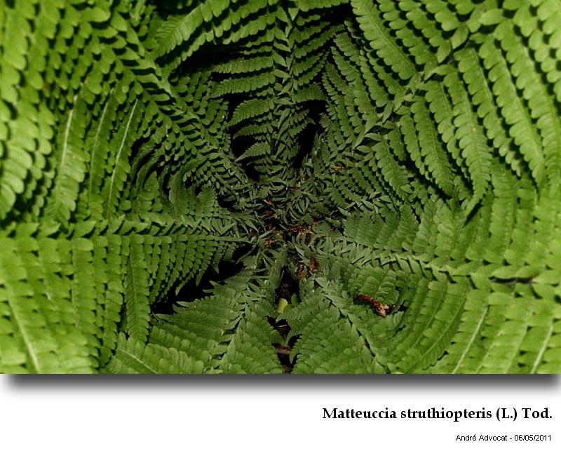 Matteuccia struthiopteris (L.) Tod. #22263