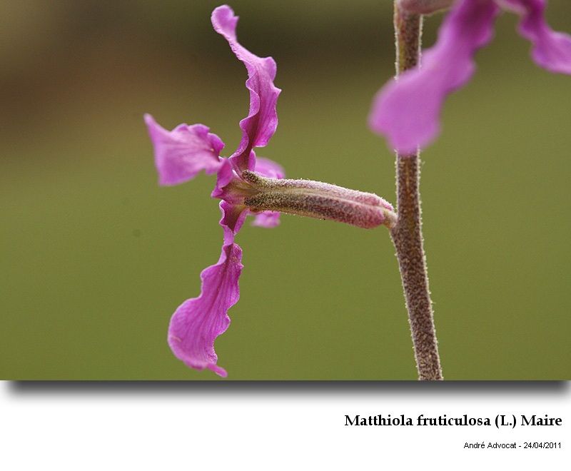 Matthiola fruticulosa (L.) Maire #22435