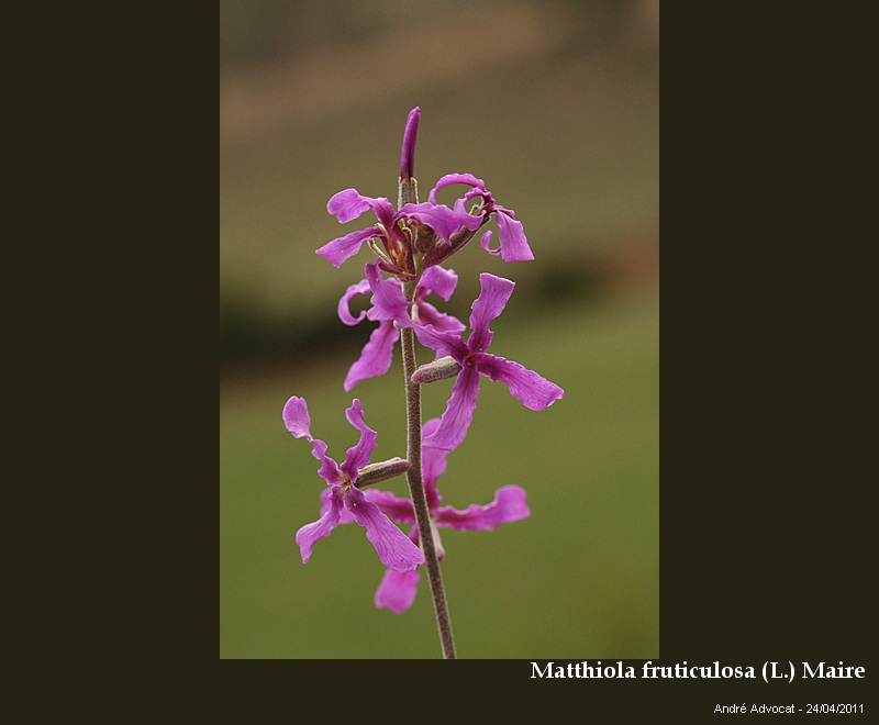 Matthiola fruticulosa (L.) Maire #22436