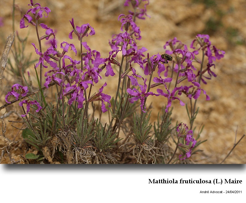 Matthiola fruticulosa (L.) Maire #22432