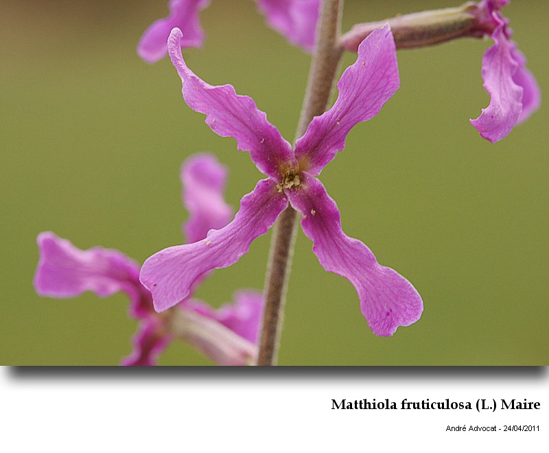 Matthiola fruticulosa (L.) Maire #22434
