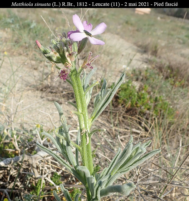 Matthiola sinuata #68835